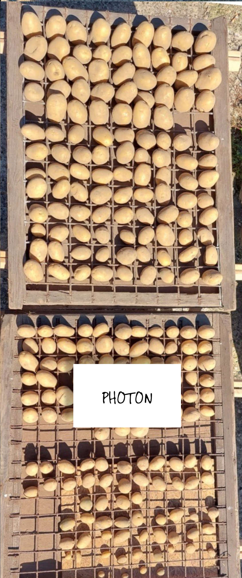 Kartoffeln düngen