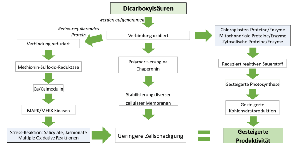 Grafik Funktionsweise PHOTON Dünger, Dicarboxylsäuren in der Pflanze