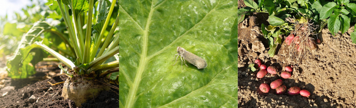 Spezialdünger für die Landwirtschaft zur pflanzeneigenen Stressabwehr - 3 kostenlose Onlineseminare für den Praktiker