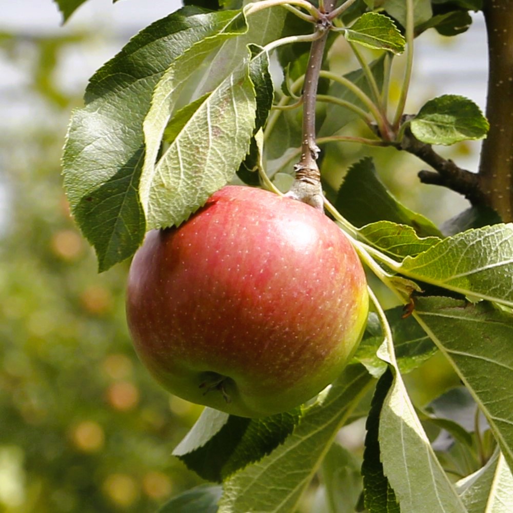 roter, gesunder Apfel